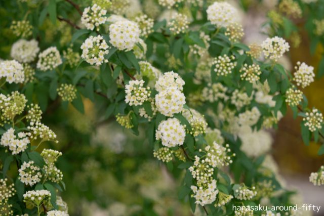 5月に咲く季節の花々(コデマリ)がやさしく風に揺れる風景