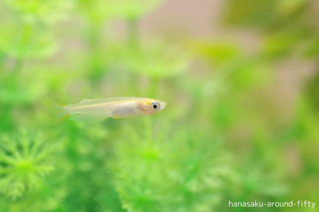 癒しのメダカ飼育:50代女性がハマった趣味