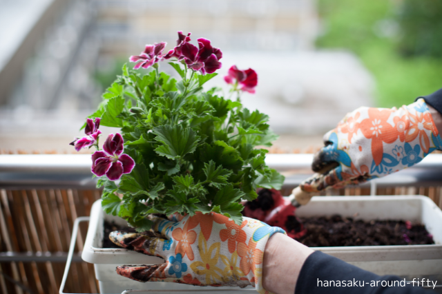 【50代女性におすすめ】ベランダで始めるひとり園芸部!忙しい日々に心がほっとする新習慣