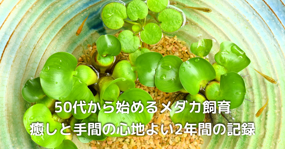 水草の間を泳ぐ元気なメダカの姿