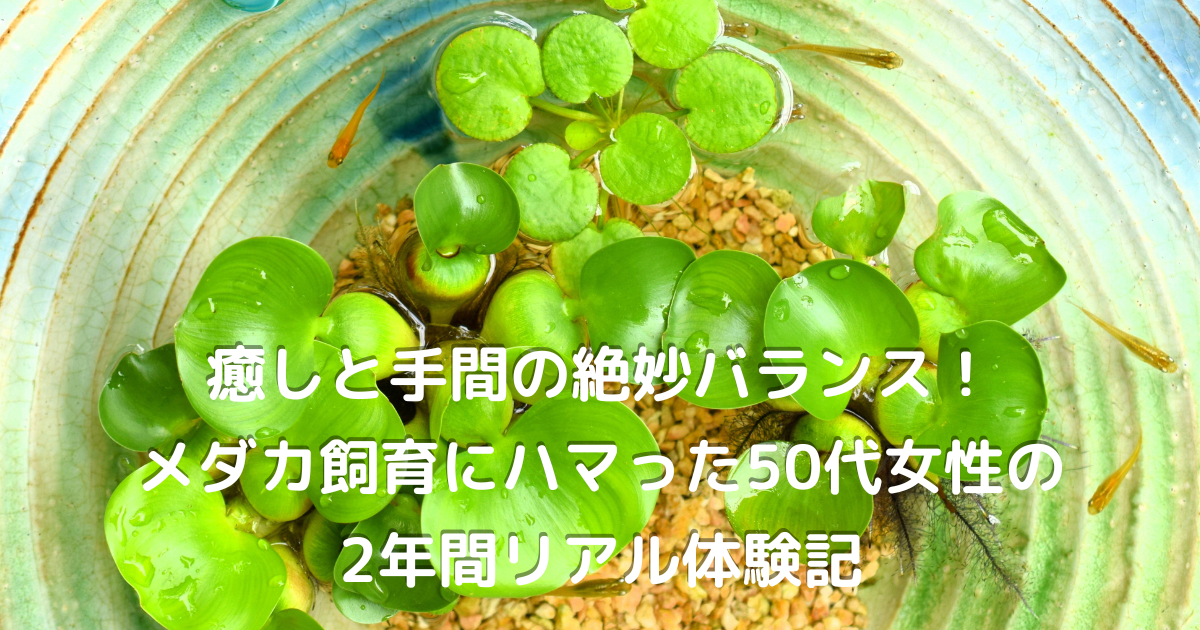 癒しのメダカ飼育：50代女性がハマった趣味